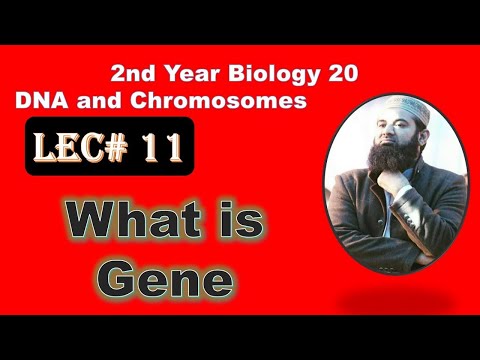 What is gene Ch#20-Lecture# 11 (F.Sc Biology 2nd Year)
