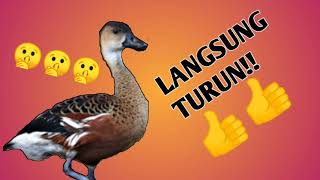 Download lagu SUARA PIKAT BURUNG BLIBIS PALING AMPUH JERNIH mp3 Download lagu SUARA PIKAT BURUNG BLIBIS PALING AMPUH JERNIH mp3