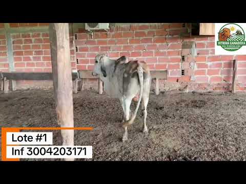 LOTE #1 – TORETE DE ALTA CALIDAD DISPONIBLE EN ARIGUANÍ, MAGDALENA  #ganado  #agro #colombia 