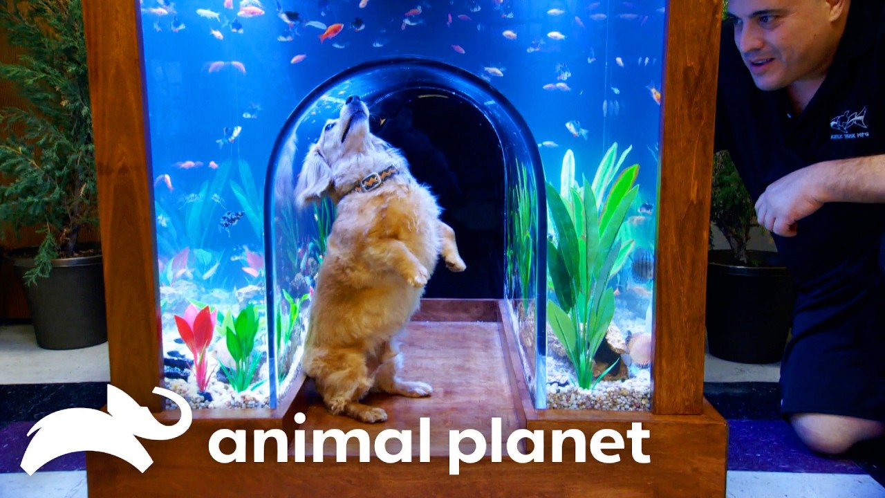 These Fishies are in the Doghouse for this Incredible Tank! | Tanked | Animal Planet