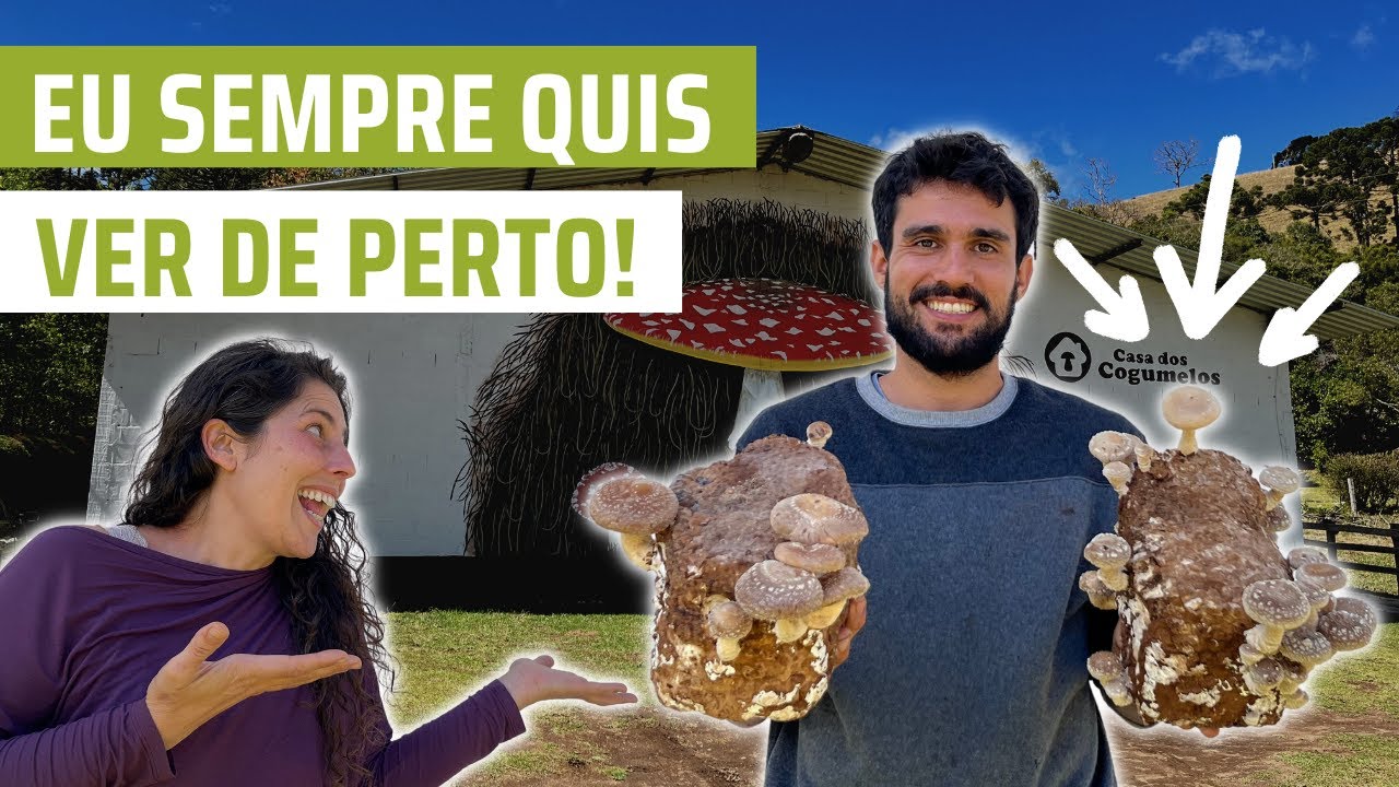 TUDO sobre cogumelos, uma super aula maravilhosa na Casa dos Cogumelos | Gonçalves/MG