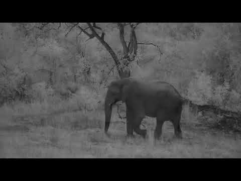 Djuma: Lone Elephant bull with broken left tusk - 05:39 - 04/04/19