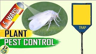 PEST CONTROL: 5 Easy Ways to Control Aphids Whiteflies Mealybugs Spider mites