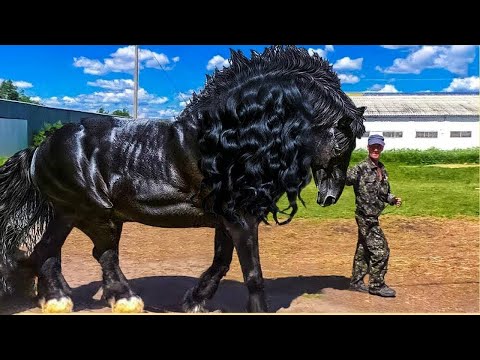 TOP 10 RAREST HORSES IN THE WORLD