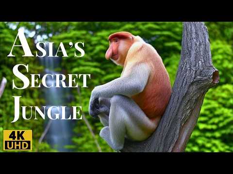 The Hidden Jungle of Asia: Rare Birds and Wild Animals in Action