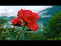 Natural Flower Status Flower Status Whatsapp Status Status Video Nature Beautiful Rose