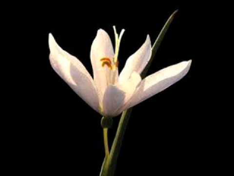 Milton Mallawarachchi ....Sanda dew liyage wimane.. (සඳ දෙව්ලියගෙ විමනේ..... දිලි තාරුකා විලසේ )