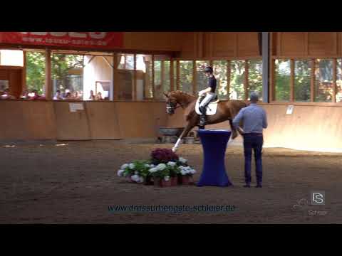 Sportpferde von Dressufhengste Schleier | Fandango