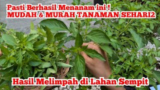 Download lagu MUDAH & MURAH!TIPS MENANAM KEMANGI CARA MENANAM KEMANGI DARI BATANG 99% BERHASIL TAK PERLU DARI BIJI mp3