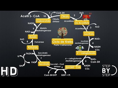 Ciclo de krebs - Rap