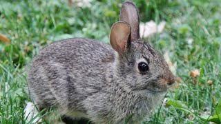 What To Do with a Backyard Bunny Rabbit Nest? Amazing Footage