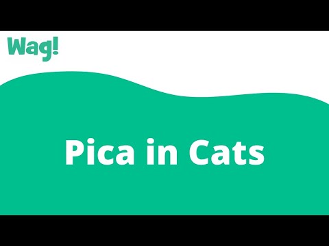 Pica in Cats | Wag!