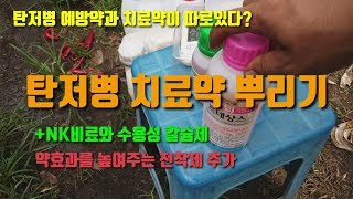 고추농사 고추탄저병치료약 방제 방법 전착제를 넣어 약효를 높이는 방법 고추수용성칼슘제