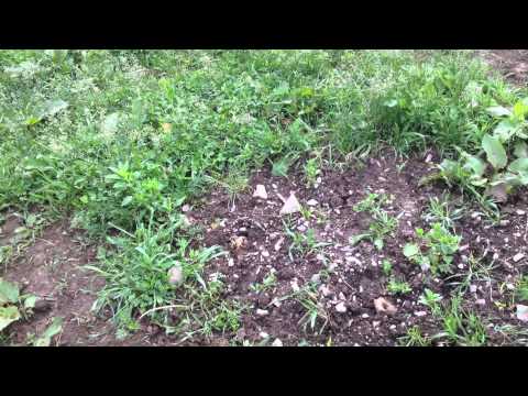 Rufus, Milton Friedman, and Economic Philosophy