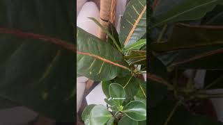 #shorts croton petra care guide small indoor plants | houseplants ideas for beginners | easy plants