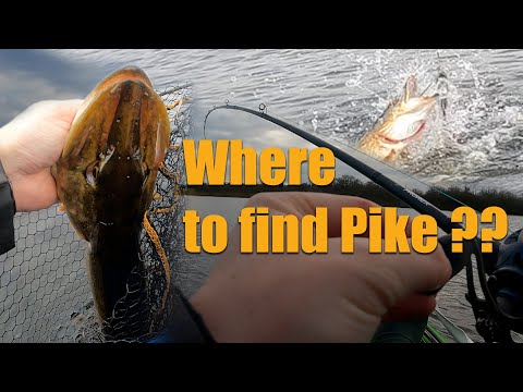 Finding Pike in a New Lake