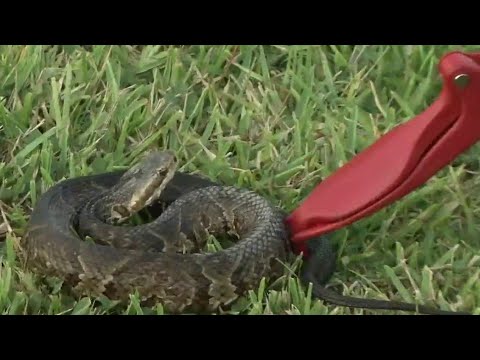 Venom Response Unit helps snakebite victims
