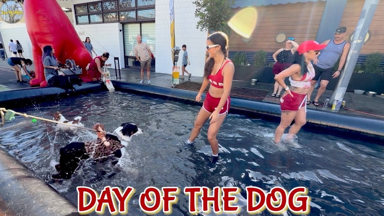 🐕“Day of the Dog” Festival 🎊 | Santa Monica, California [4K] 🇺🇸