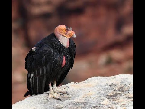 California Condor