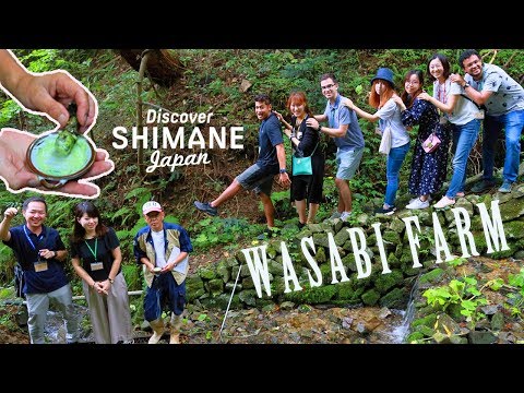 Hikimi Wasabi Farm in Shimane, Japan
