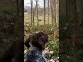 Dog Warns Cows Get Out Of My District Dogs