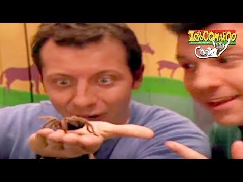 🐵 Zoboomafoo with the Kratt Brothers! PUPPIES | HD | Full Episode