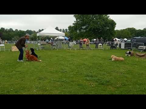 Two Dogs routine of Attitude to training. HTM on Food use.