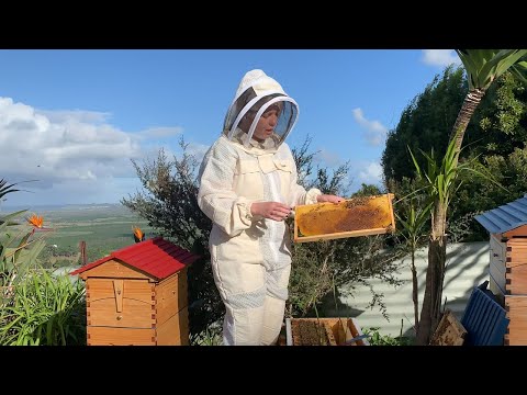 TheBeekeeper.org SAMPLE VIDEO - Foundationless Beekeeping