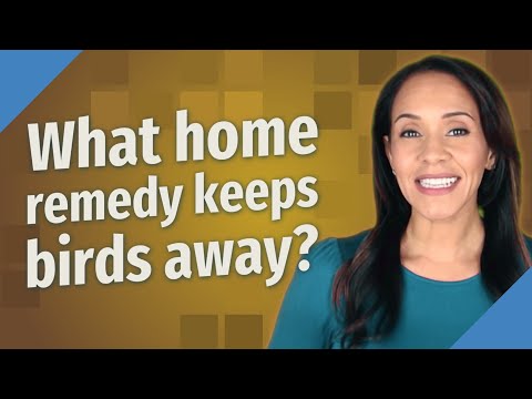 YouTube video about: Will windchimes keep birds away?