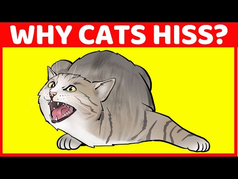 Why Cats Hiss (And 9 Other Cat Sounds Finally Explained)