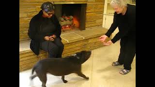 Video preview image #1 Mutt Puppy For Sale in Enfield, CT, USA