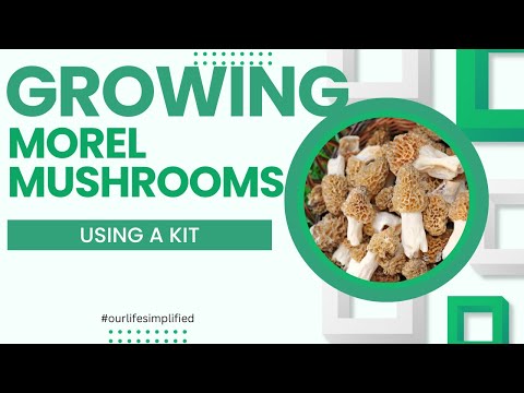 Growing Morel Mushrooms in My Backyard From a Kit I Purchased on Amazon! Zone 6b (2024)