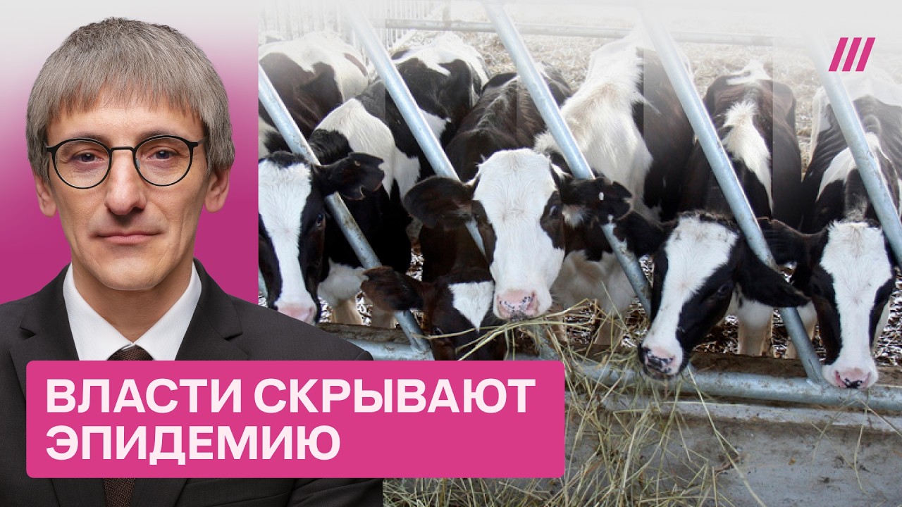 Почему в Сибири массово сжигают скот на самом деле? Что известно об эпидемии 