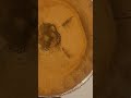 Sugar Cream Pie Sugar Creampie Food Sugar Cream Creative Art Artfood Solo