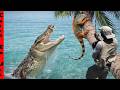 CROCS CATCHING Cold IGUANAS