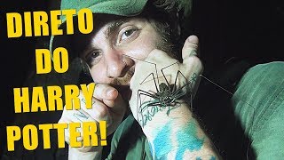 AMBLIPÍGIO: ASSUSTADOR E INOFENSIVO! | EXPEDIÇÃO AMAZÔNIA | PAPO DE BIÓLOGO