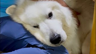 ドレミの歌グレートピレニーズ が月末ライブ配信中!今日は短め。40分弱くらい