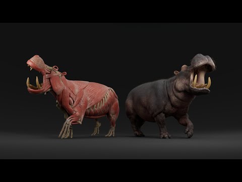 Hippo Écorché - Personal Anatomy Study
