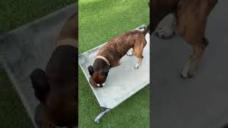 Video preview image #1 American Staffordshire Terrier-Dachshund Mix Puppy For Sale in Chandler, AZ, USA