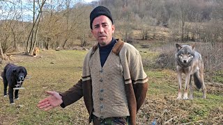 NU EXISTA CAINE PE LUMEA ASTA CARE SA POATA INVINGE UN LUP,IN LUPTA UNUL LA UNUL.FLORIN EXPLICA.