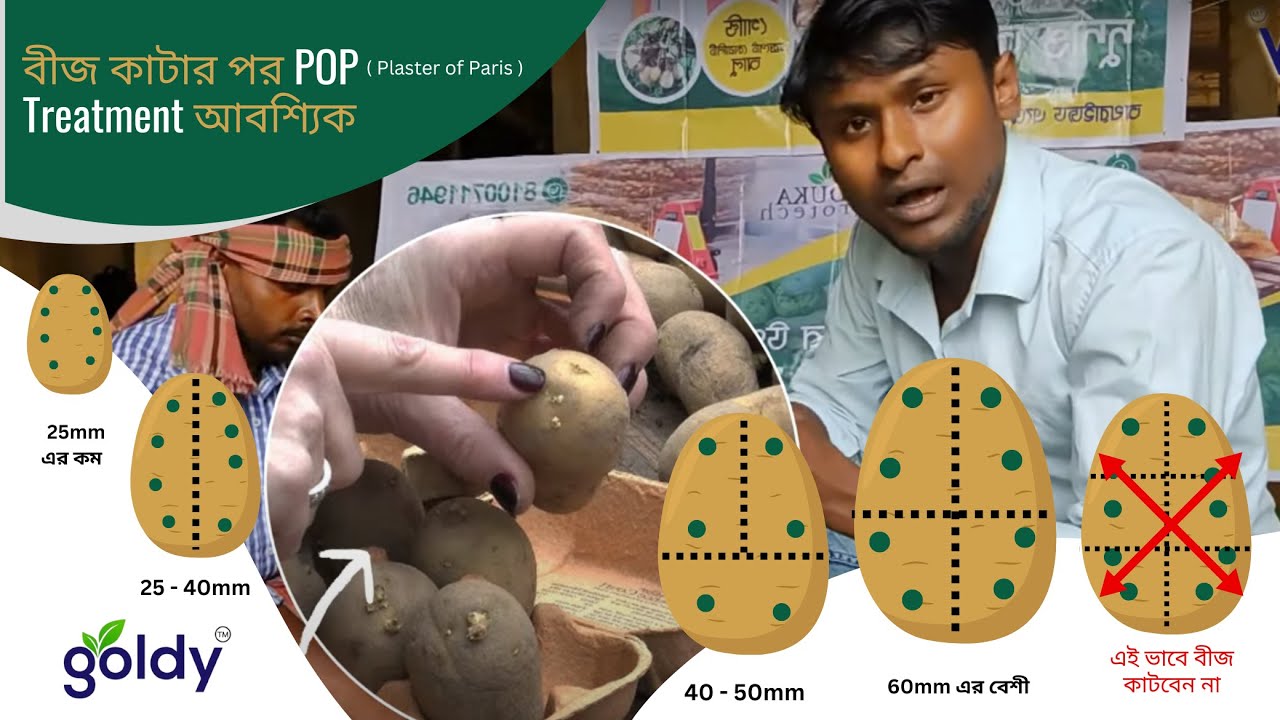 Potato Storage and Handling
