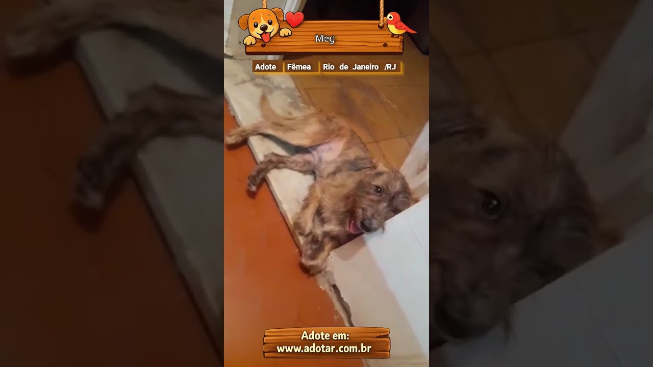 Cachorro raça SRD-ViraLata idade 2 a 6 meses nome Meg