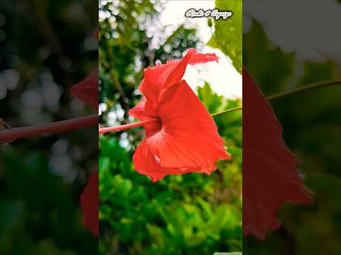 flowers garden #shorts #trending  #flowers