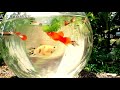 New Whatsapp Status Guppy Movie Song Nenjoram