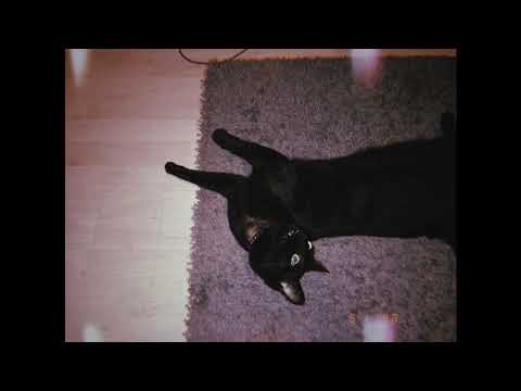 CMP x BRVVV - 997 (prod. Robert Tar)