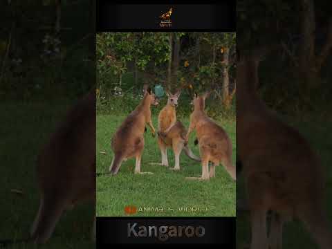 The Incredible Jumping Abilities of Kangaroos,🇦🇺the Australia's Iconic Animal, 🦘Surviving in the AU🦘