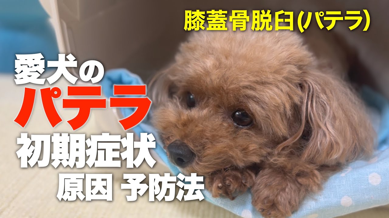 パテラ（膝蓋骨脱臼）発症　知って欲しい初期症状や予防法　愛犬をパテラから守るためには