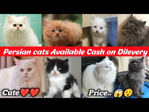 Best Kittens Shop ❤️ In Delhi Ncr | All types of Persian Cats Available | ₹999 Booking started