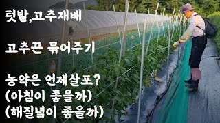 텃밭, 고추재배 / 고추끈 묶어주기 어떻게? / 농약은 언제 살포?(아침이 좋을까? 해질녁이 좋을까?)