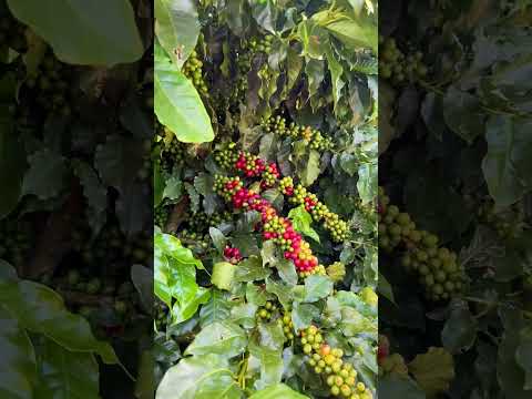 30/4/2026 em Eloi Mendes